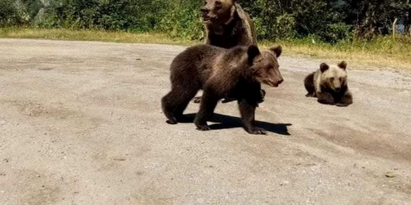 Ursi in strada foto IJJ Arges