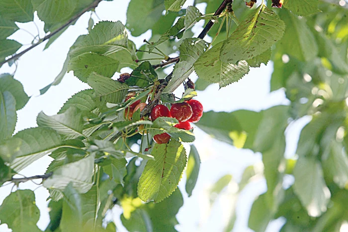 Reporterul Click! a plecat la cules de cireşe în satul Grădiştea