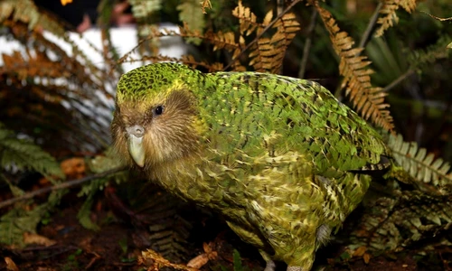 1 79915 original jpg jpeg