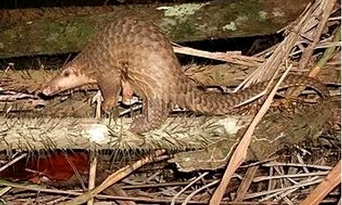 pangolin jpeg