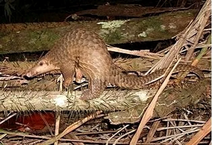 
    Pangolinul este animalul care a răspândit coronavirusulFoto Wikipedia  