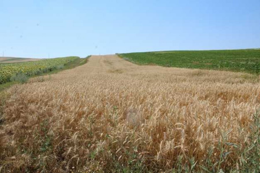 Comoara din nordul Moldovei, secretele unora dintre cele mai fertile pământuri din lume: producții record fără îngrășământ