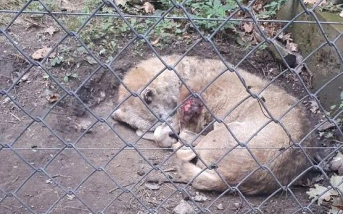 Directorul ZOO spune că lupul are peste 20 de ani, mult mai mult decât trăiesc aceste exemplare