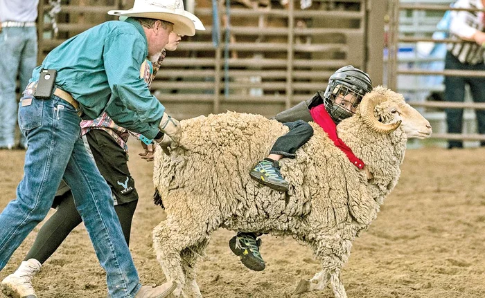 Mulţi copii nu rezistă nici... două secunde în spinarea lânosului