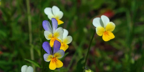 violeta salbatica panseluta trei frati patati shutterstock 2154647713 jpg
