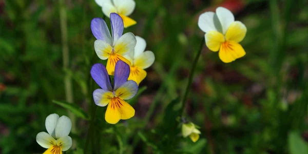violeta salbatica panseluta trei frati patati shutterstock 2154647713 jpg