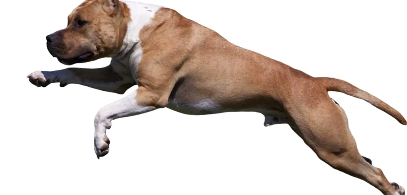 Exemplar Amstaff. Foto Shutterstock