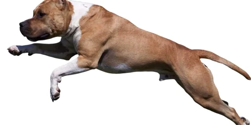 Amstaff FOTO Shutterstock