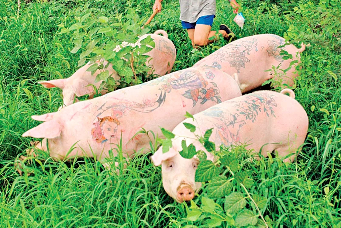 Un porc tatuat ajunge să coste 82.000 de dolariFoto: Guliver, Gettyimages