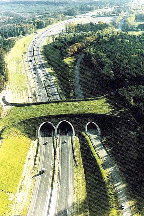 Olanda. Au fost construite  circa 600 de astfel de  pasaje pentru animale