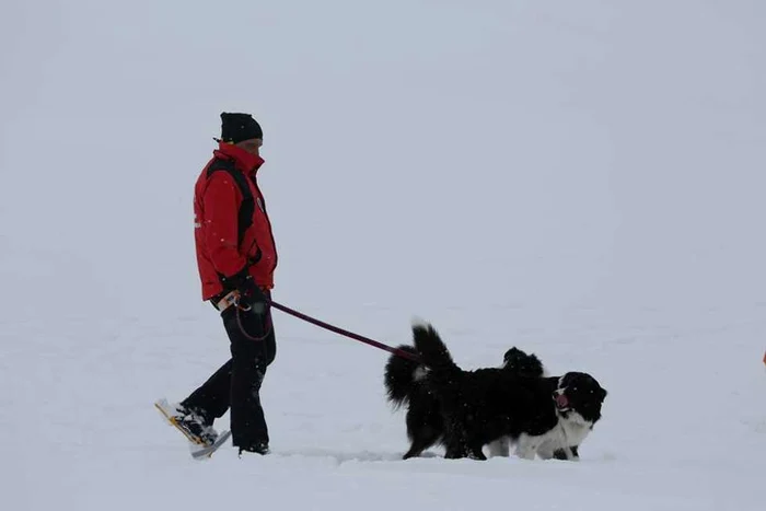 Echipajele canine de avalanşă din şapte judeţe, pregătite şi brevetate în Argeş. Despre 