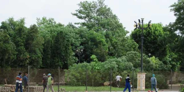 Copaci tăiaţi în Parcul Unirii