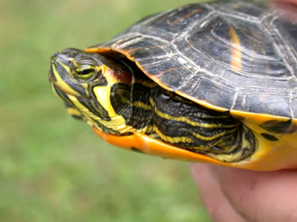 
    Click! a întocmit un ghid de îngrijire a unei broaşte ţestoasefoto: zoo.ro  