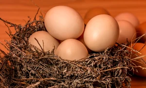 nest 1050964 1280 jpg