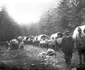 Vâlcea Bătălia de pe creste Bătălia trecătorilor în Primul Război Mondial  Foto historylapse org