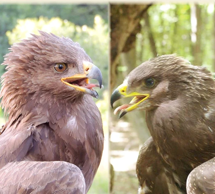 
    Arlie și Erika sunt acvile ţipătoare mici, pe cale de dispariţieFotografii: Mihai Proca / pomarina.ro  