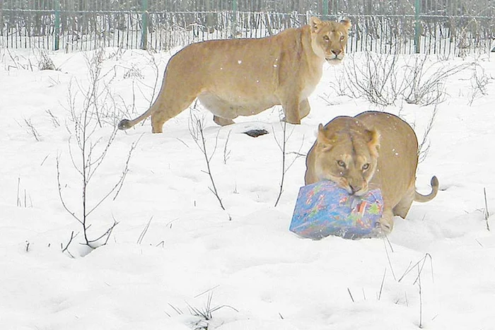 Leoaicele s-au ciondănit pentru a intra în posesia pachetelor cu bunătăţi