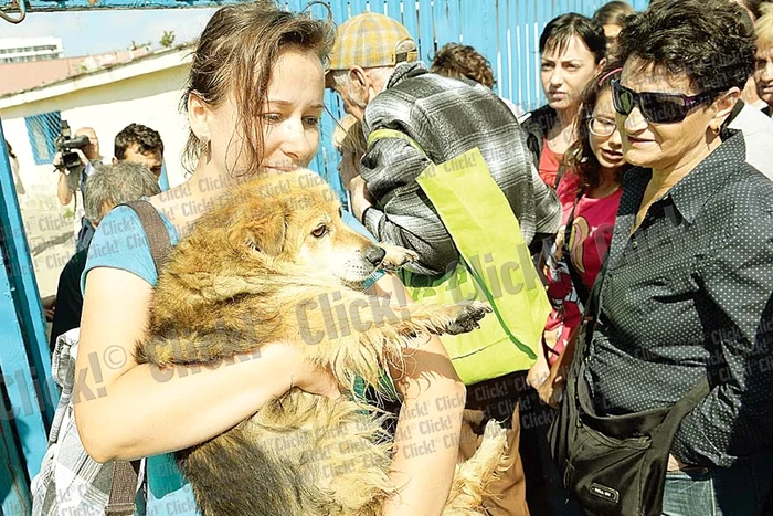 În jur de 150.000 de câini aşteaptă să ajungă în casele sau în curţile dumneavoastră (Fotografii: Reuters / Click!)