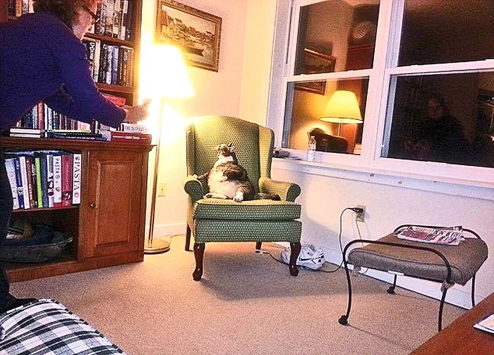 
    Dolofanul îşi face veacul la intrare  