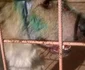 Ce a rămas în urma tragediei de la adăpostul de câini Danyflor