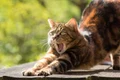 cat 814952 1920 jpg