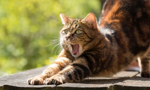 cat 814952 1920 jpg