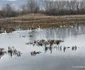 Lacul lebedelor de pe Râul Strei Foto Daniel Guță (23) jpg