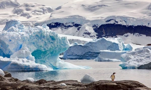 pinguin gentoo inconjurat de aisberguri în Antarctica shutterstock 2097677986 jpg