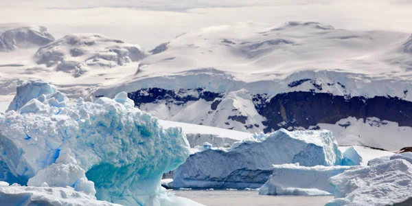 pinguin gentoo inconjurat de aisberguri în Antarctica shutterstock 2097677986 jpg