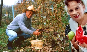 Banner Dorel Vișan 