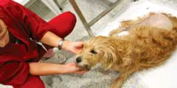 De la animal la om şi înapoi