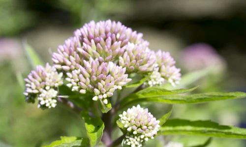 1 73331 original jpg jpeg