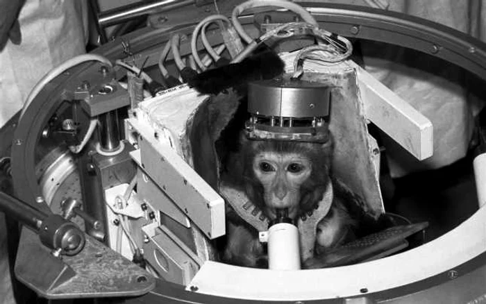 Prima maimuţă-astronaut trimisă în spaţiul de Iran nu a supravieţuit FOTO Extremetech.com