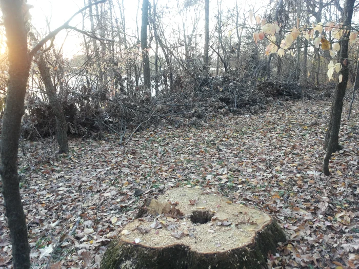 În jurul pomului tăiat se mai vede încă rumegușul, semn că a fost doborât recent