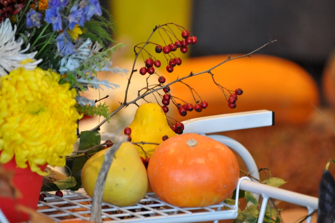 Vizitatorii vor putea admira o varietate de plante curcubitacee Foto: CMSN