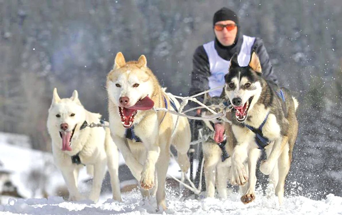 
    Preotul Attila  Kiss adoră  să participe la  competiţiile de  atelaje canine  