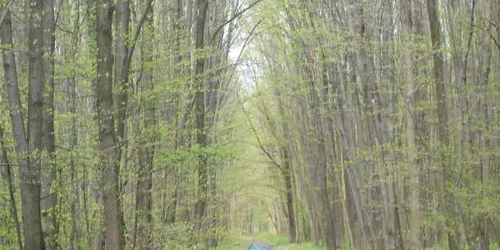 Poliţist suspectat ca avea doua arme cu tir in masina cu care se plimba prin padure