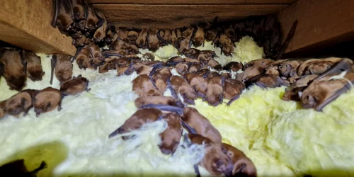 lilieci pod casa Suceava FOTO Wilderness Research and Conservation jpg