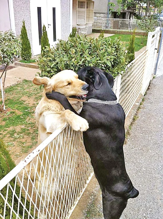 Romeo şi Julieta în varianta canină