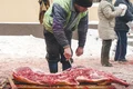 porci3 shutterstock 560351878 jpeg