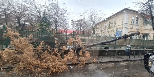 FOTO Irina Elena Albea Facebook jpg