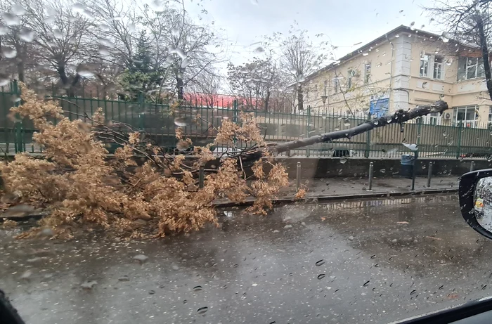 Vântul puternic a doborât mai mulți copaci în Capitală FOTO Irina Elena Albea / Facebook