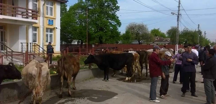 Vacile au fost legate de gardul Primăriei