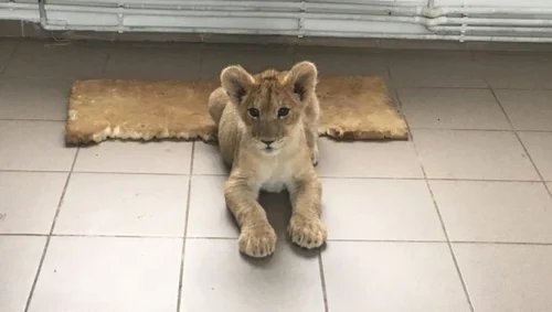 Puiul de leu este crescut de angajaţii grădinii zoologice din Craiova