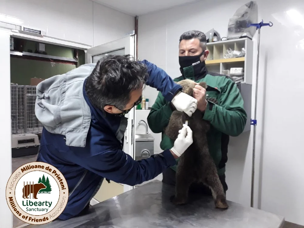Pii de urs salvaţi în Biertan - Sibiu şi duşi la Rezervaţia din Zărneşti - Braşov; Foto AMP Libearty - Bear Sanctuary