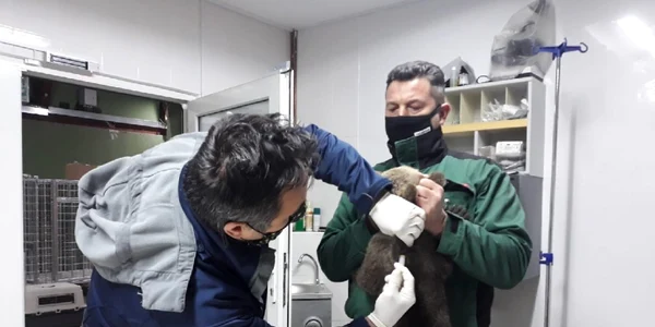 Ursuleţii - fetiţe salvate în Biertan - Sibiu şi duse la Rezervaţia din Zărneşti - Braşov Foto AMP Libearty - Bear Sanctuary