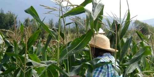 Femeile au apucat sa fure zece saci de porumb