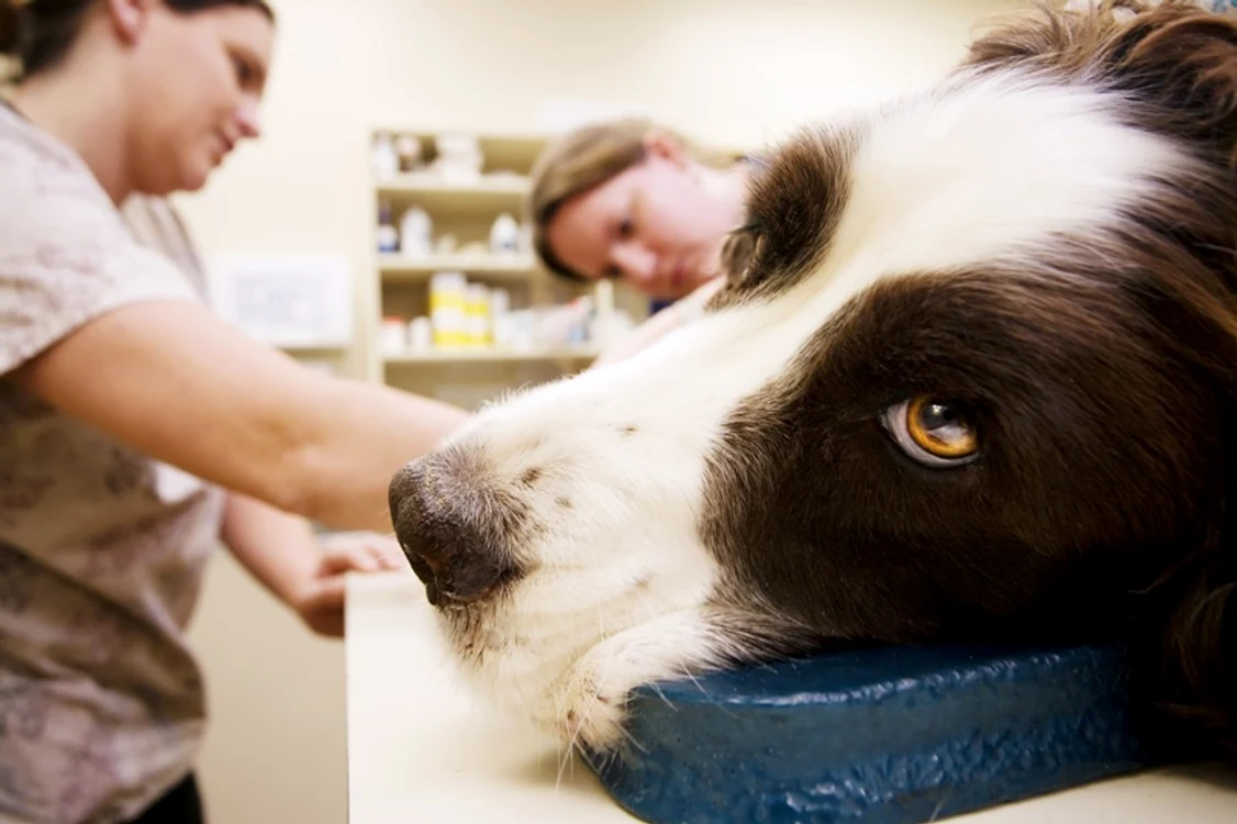 
    Înainte de a lua o decizie împreună cu medicul veterinar, e esenţială o ecografie  