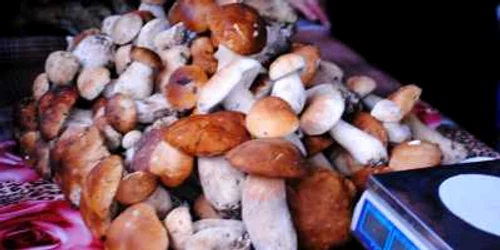 intoxicatii ciuperci