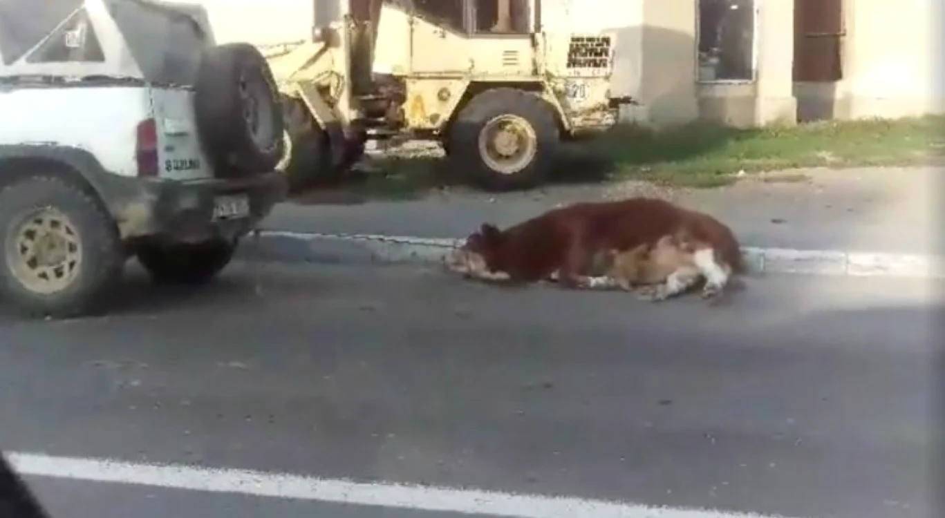 Viţelul a fost târât prin oraşul Năsăud, pe un drum naţional. Şoferul nu a reacţionat nici atunci când participanţii la trafic i-au cerut să se oprească FOTO: printscreen